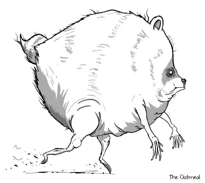 Jimothy the screwed up Racoon